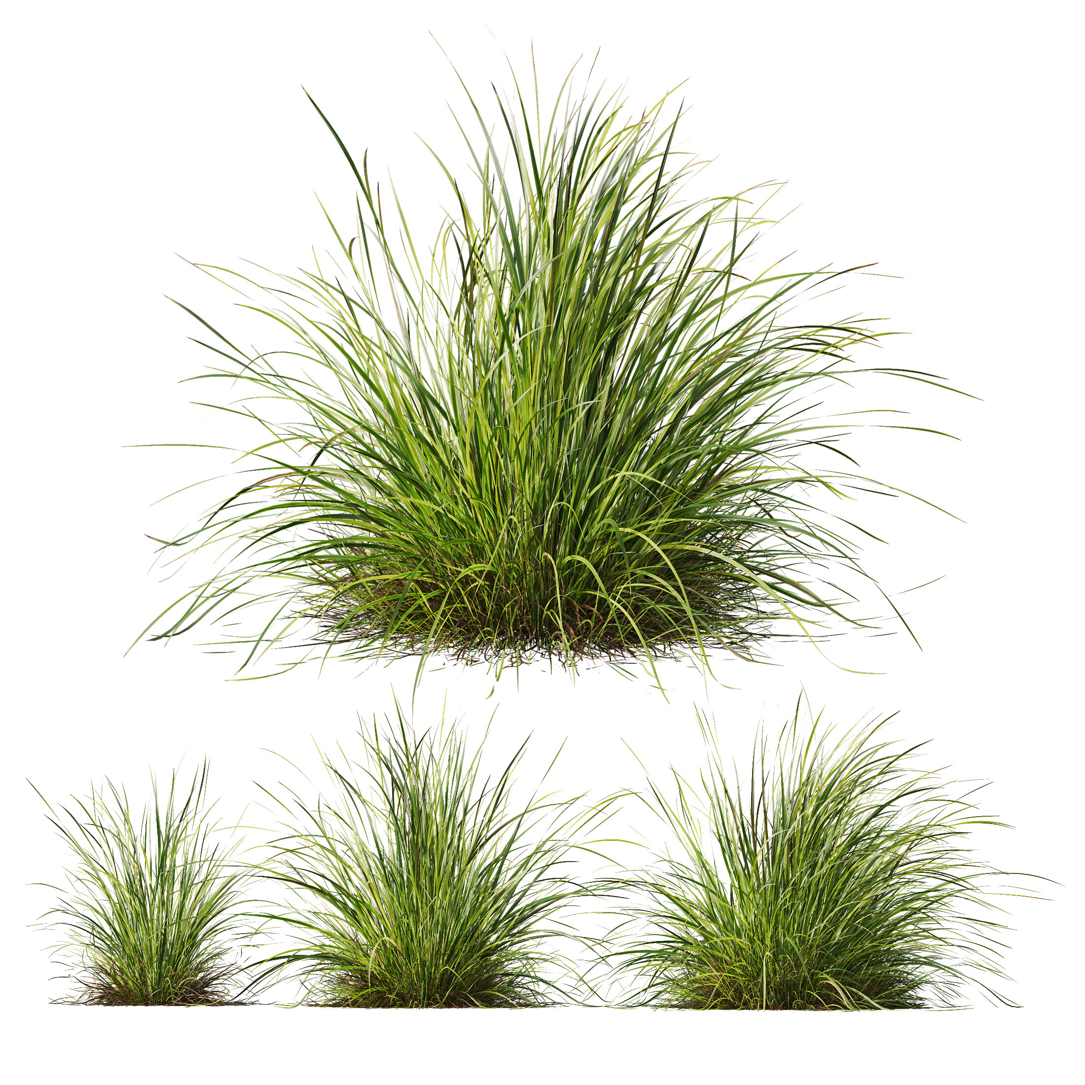 HQ Plants Carex Elata Aurea Grass